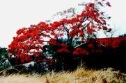 FlAmBoyAnT